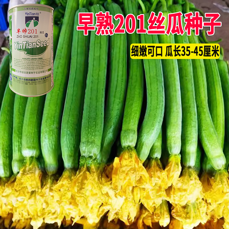 怎么销售丝瓜种子(怎么销售丝瓜种子赚钱)
