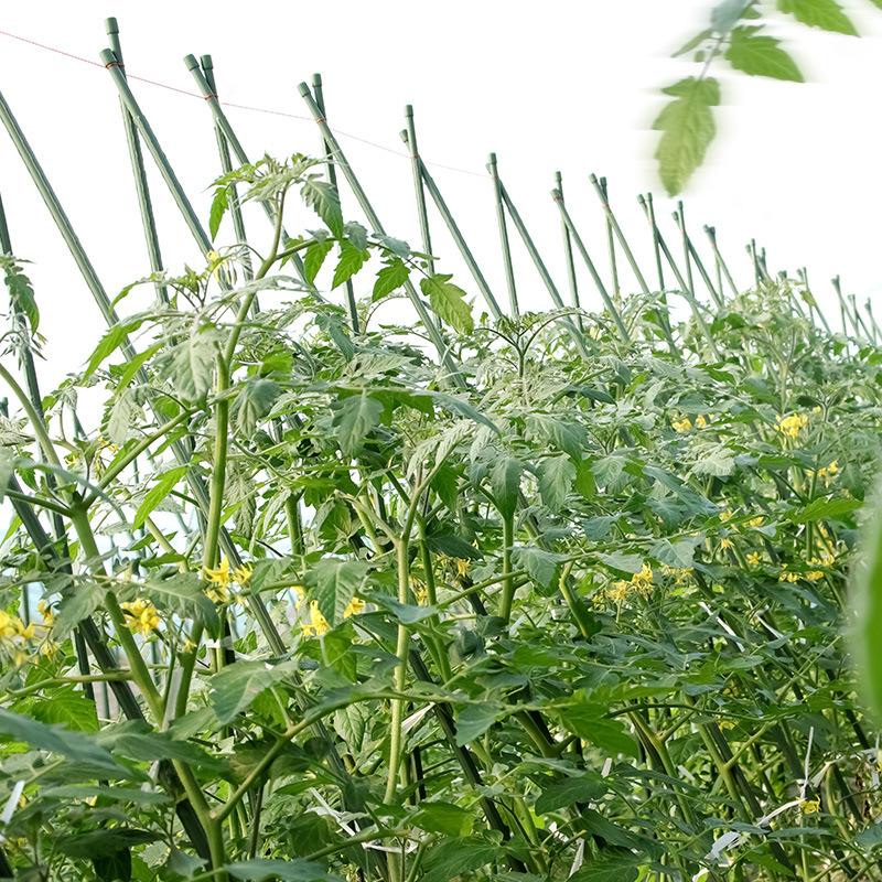 爬藤蔬菜种植(爬藤蔬菜的种类有哪些)