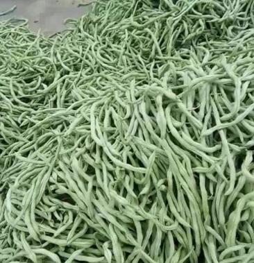大白条豆角(大白条豆角一亩地产多少斤)