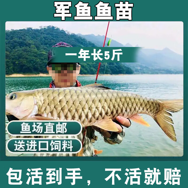 巴鱼养殖方法(巴鱼养殖方法大全)