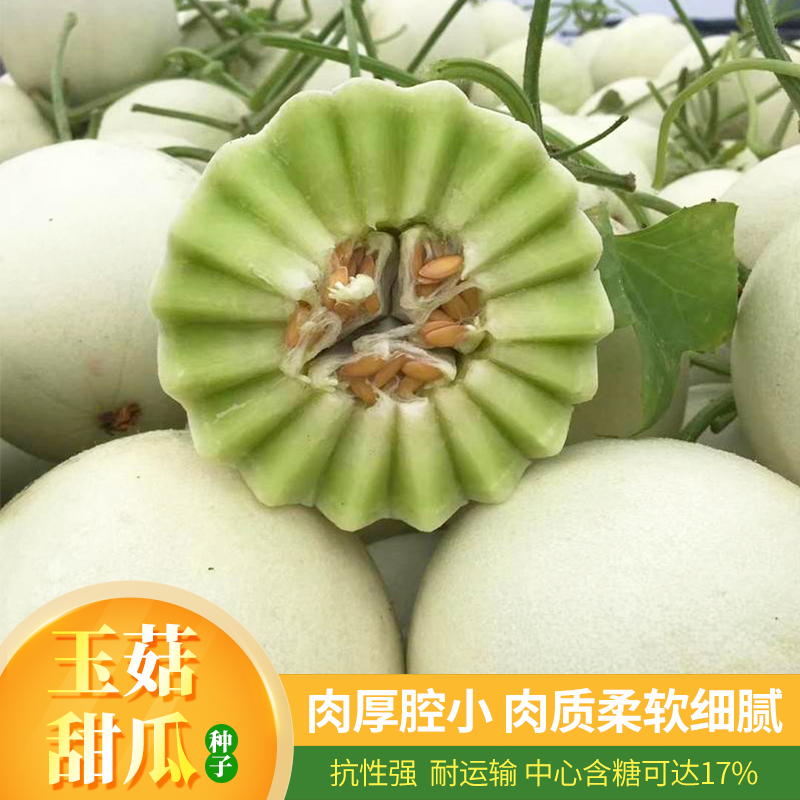 怎样种甜瓜种子(怎么种甜瓜才能个个甜)