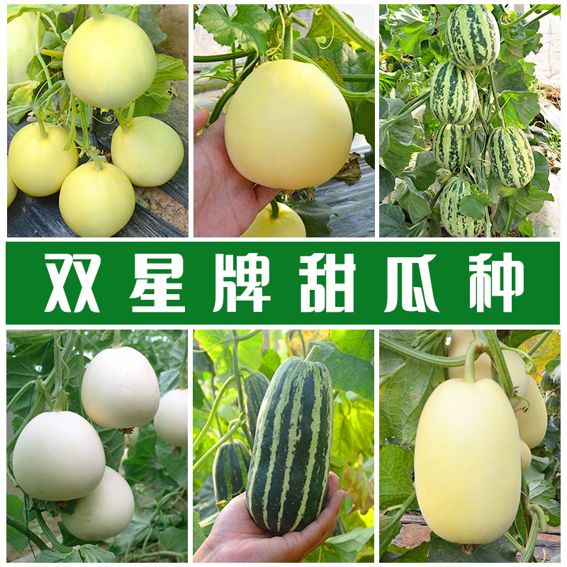 怎样种甜瓜种子(怎么种甜瓜才能个个甜)