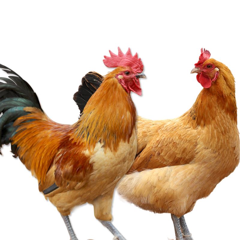 包含肉鸡饲养,家里养一只公鸡和一只母鸡,,1.24,2,低,其他的词条