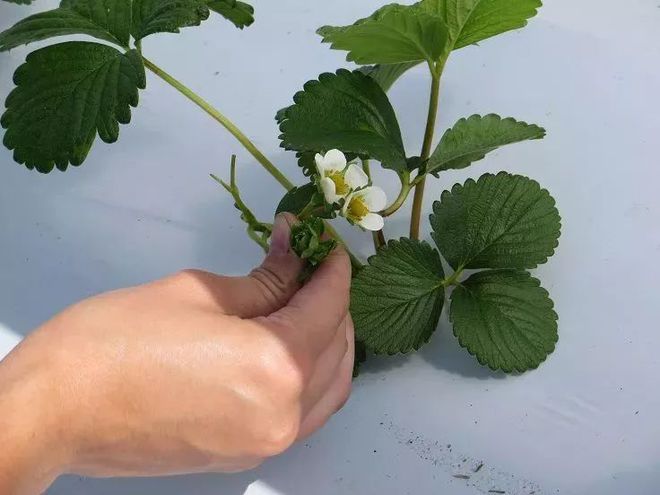 草莓栽种方法(草莓的种植方法和时间和方法)