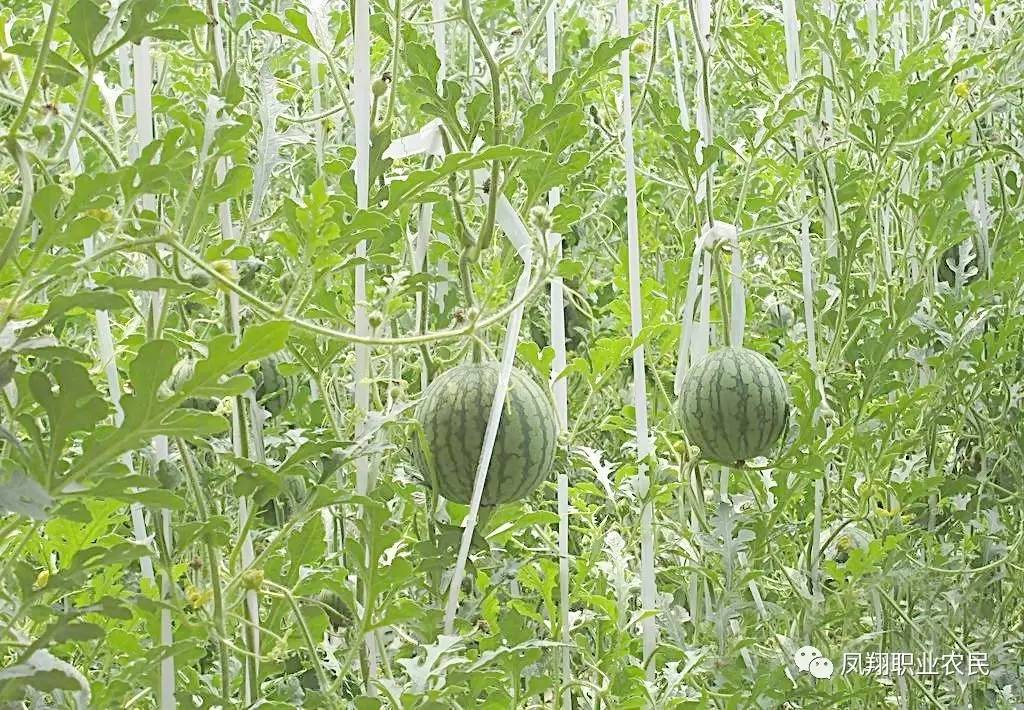 西瓜的种植技术和管理(西瓜的种植技术和管理方法步骤)