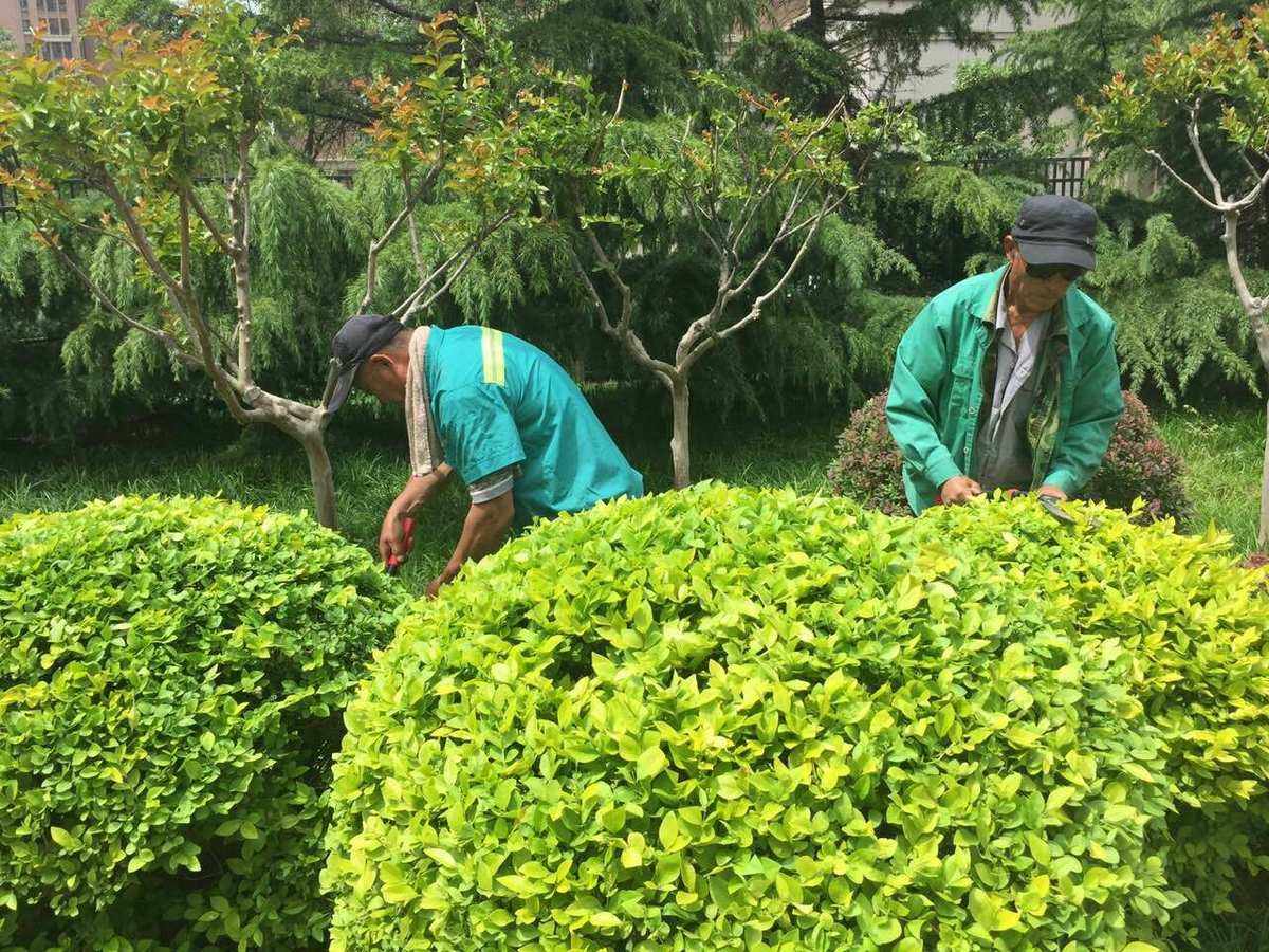 花园除草(花园除草剂用哪种最好)