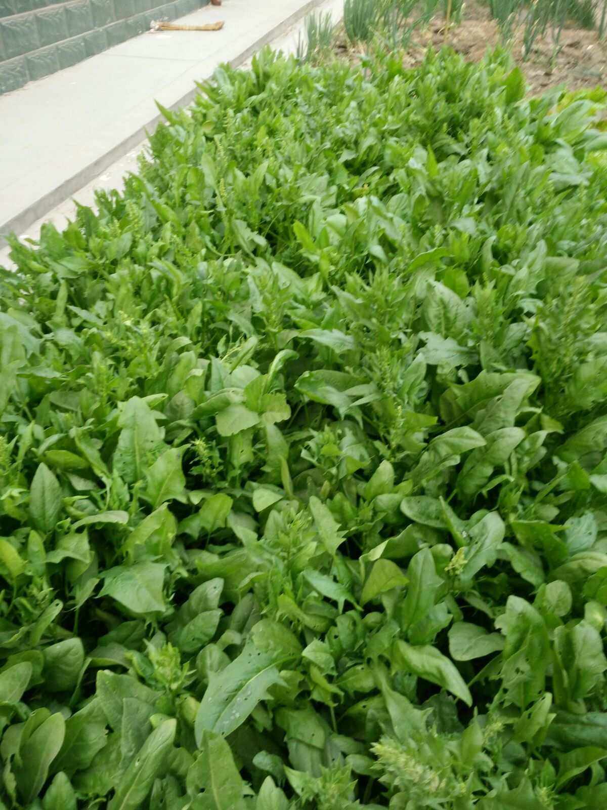 现在种植菠菜可以吗(现在种植菠菜可以吗北方)