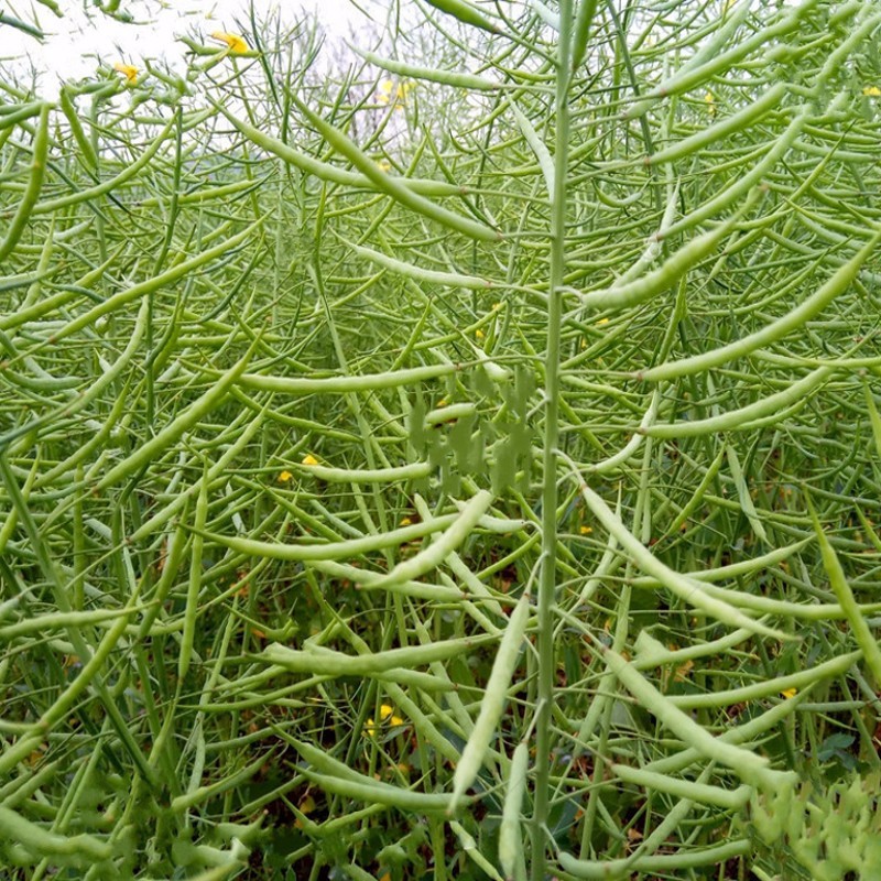 高产油菜种子有哪些品种(高产油菜种子有哪些品种名称)