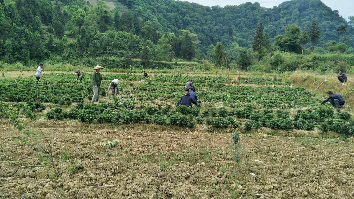 地上除草的(地里除草用什么除草剂)