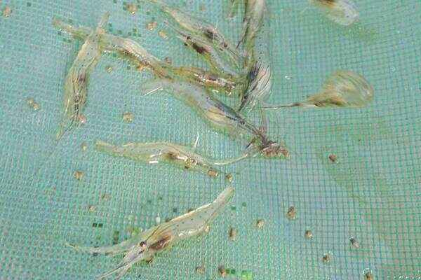 南美白对虾淡水养殖技术(南美白对虾淡水养殖技术外塘水多深)