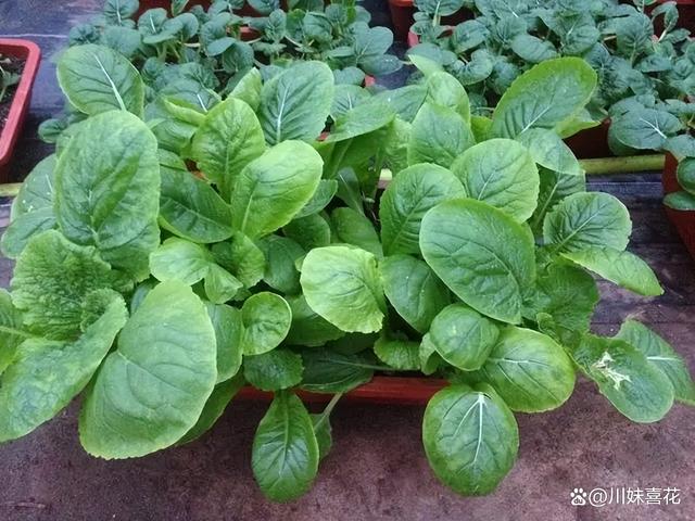 6月份可以种植什么蔬菜(6月可以种植什么蔬菜价值高)