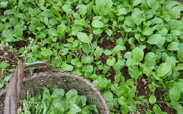 6月份可以种植什么蔬菜(6月可以种植什么蔬菜价值高)