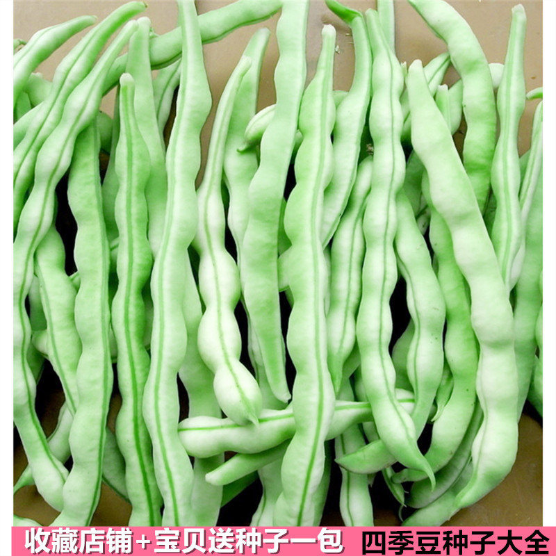 扁豆豇豆(扁豆豇豆四季豆)