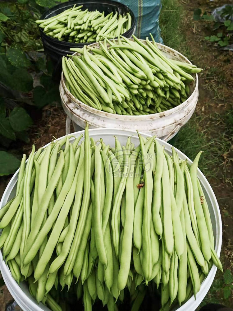 扁豆豇豆(扁豆豇豆四季豆)