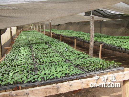 香蕉的育苗方式(香蕉怎么育苗方法如下)