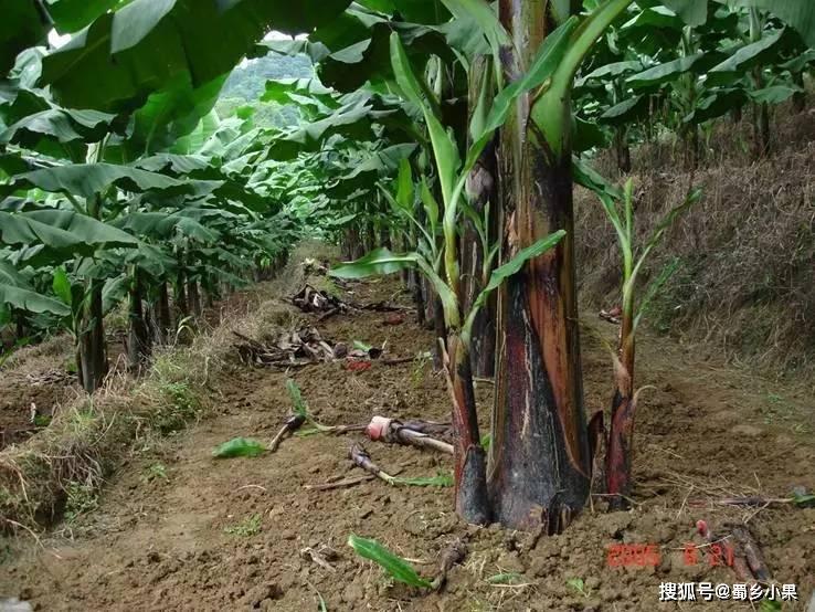 香蕉的育苗方式(香蕉怎么育苗方法如下)