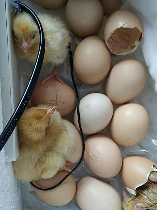 养小鸡要多少温度(养小鸡多少温度最合适)