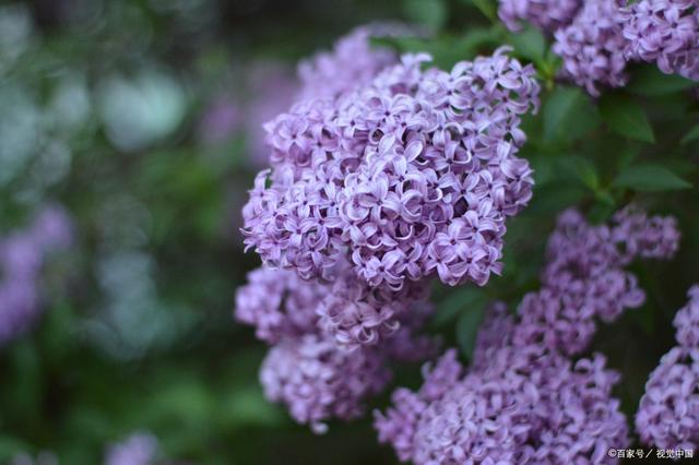 丁香花什么季节种植好(丁香花什么季节种植好呢)