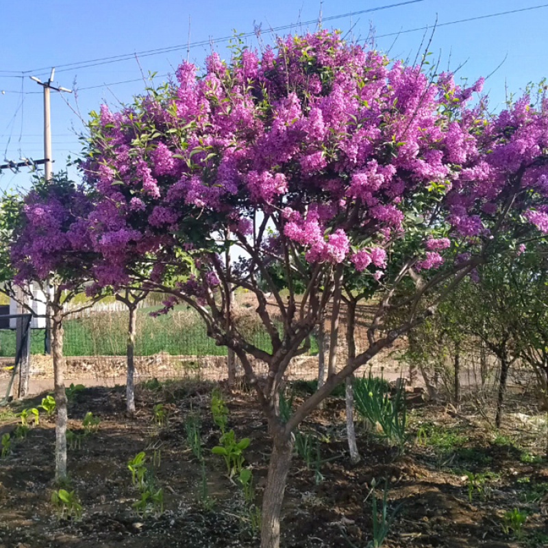 丁香花什么季节种植好(丁香花什么季节种植好呢)