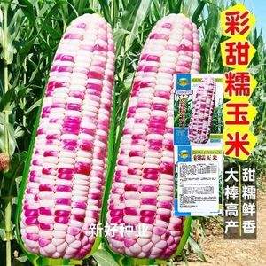 甜糯玉米种孑(甜糯玉米种子多少钱一斤)