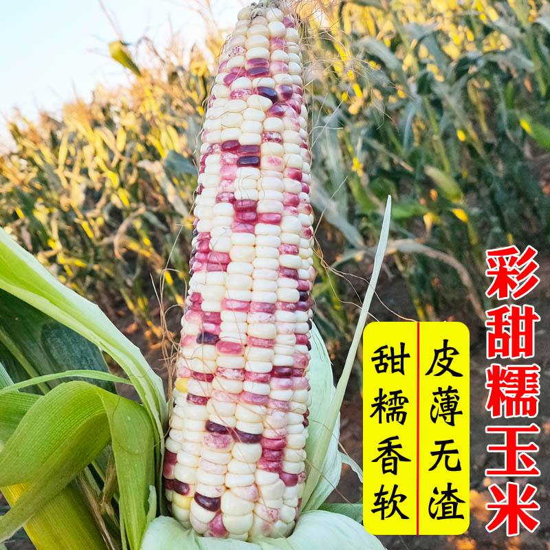 甜糯玉米种孑(甜糯玉米种子多少钱一斤)