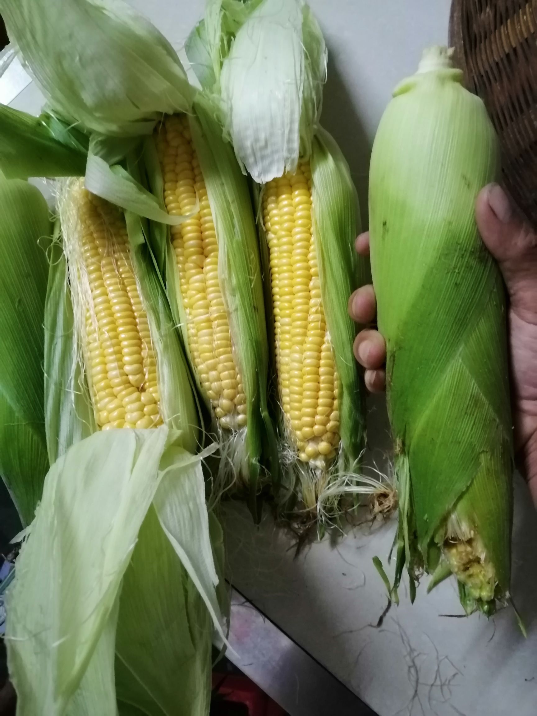 超甜玉米什么品种最好(超甜玉米什么品种最好吃)
