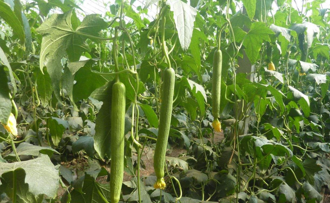 大棚丝瓜的种植方法(大棚丝瓜的种植方法和技术)