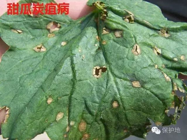 甜瓜的病虫害怎样防治(甜瓜的病虫害怎样防治呢)
