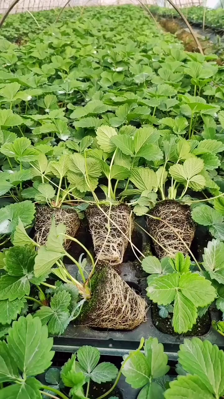 怎样种草莓苗(草莓怎么种植方法 在家盆栽)