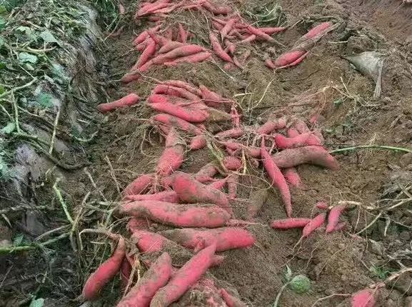 种红薯效益(种红薯的利润怎么样)