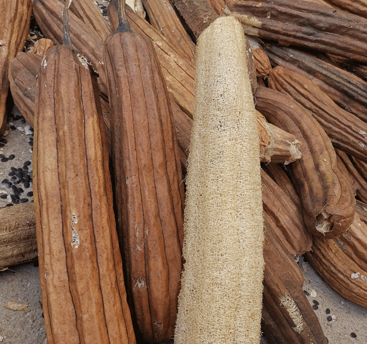 丝瓜茎洗碗(丝瓜茎泡水功效与作用)