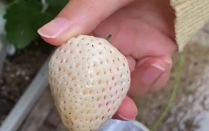 新手怎么种草莓给男生(给男生种草莓怎么种视频)