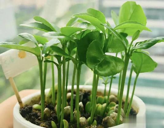 西瓜子种植技术(西瓜子种植方法与时间)