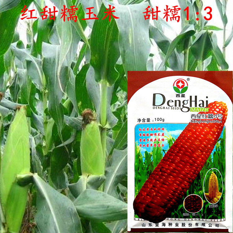 今天玉米种子价格(2022年玉米种子价格)