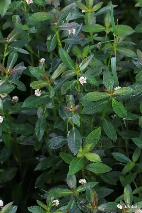水藤菜种植技术(水藤菜的功效与作用)