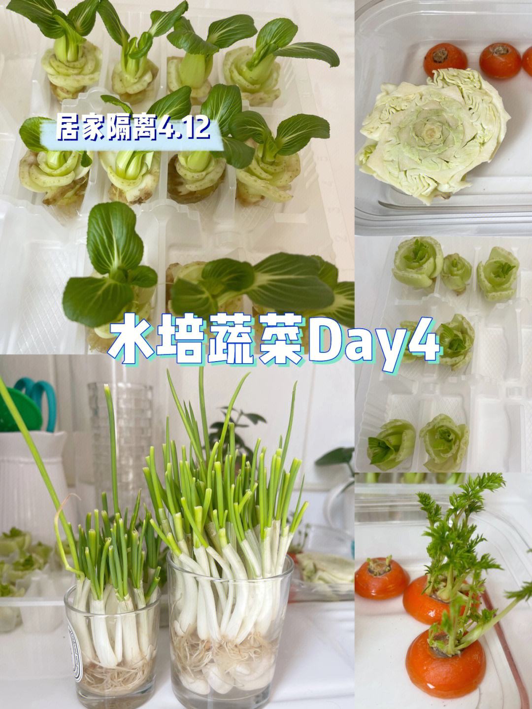 室内水培蔬菜怎么种植视频(水培蔬菜家庭阳台种菜超简单)