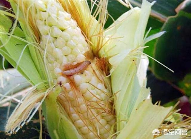 抗螟虫玉米(抗玉米螟的玉米品种)