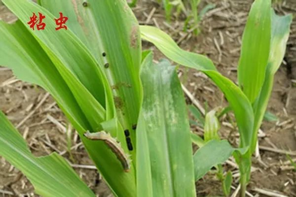 抗螟虫玉米(抗玉米螟的玉米品种)