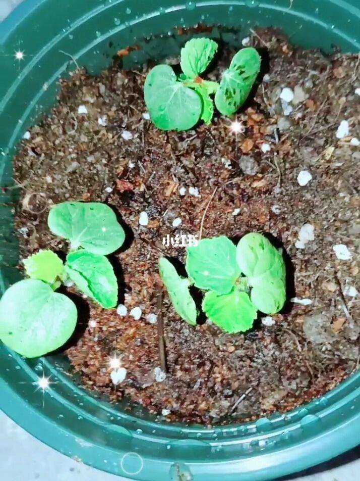 秋葵苗长啥样(秋葵的苗长什么样)