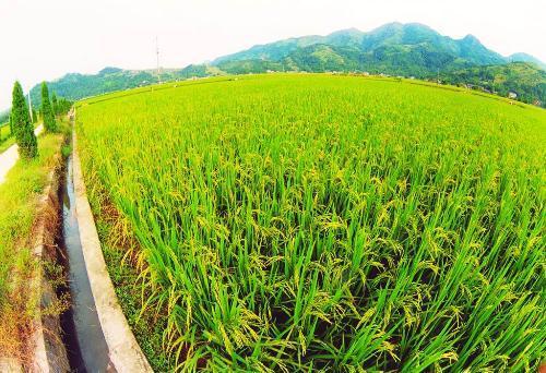 土壤适合种植水稻(适合种植水稻的土是什么土)