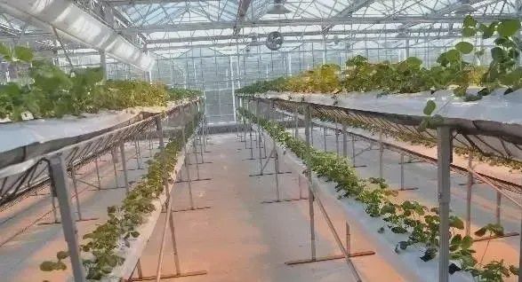 草莓架空栽培技术(草莓搭架种植方法视频)