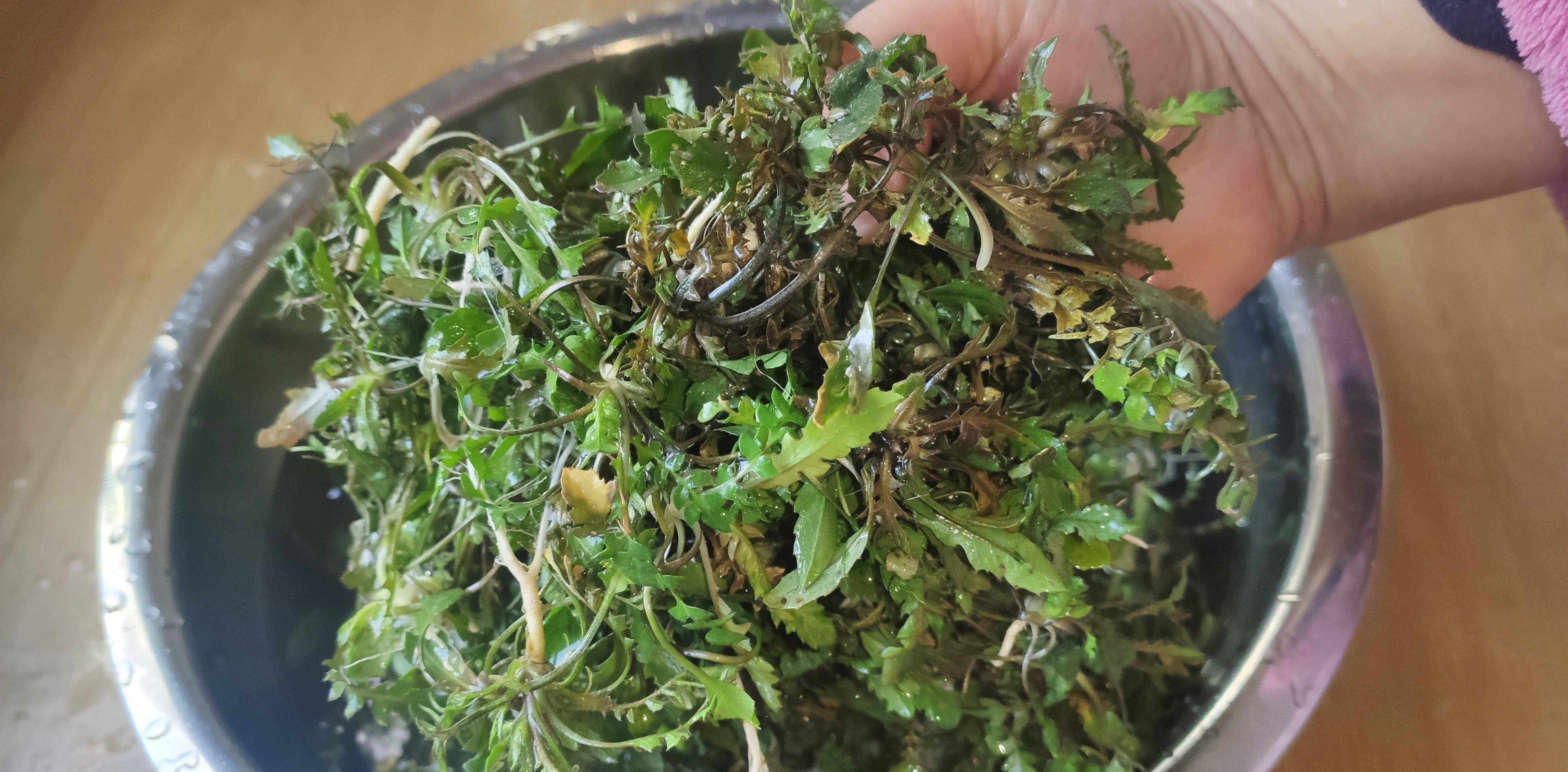 野芥菜能吃吗(野芥菜能吃吗怎么吃)
