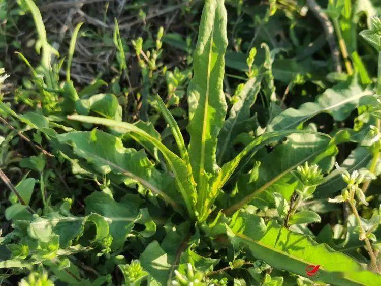 野芥菜能吃吗(野芥菜能吃吗怎么吃)