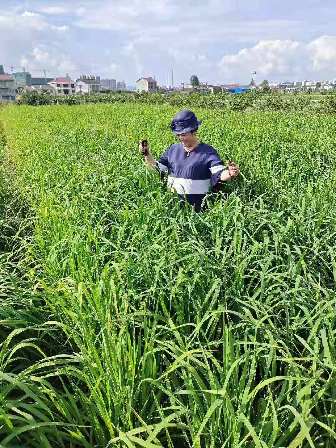 旱稻谷的种植方法(旱稻子的栽培技术及其产量)