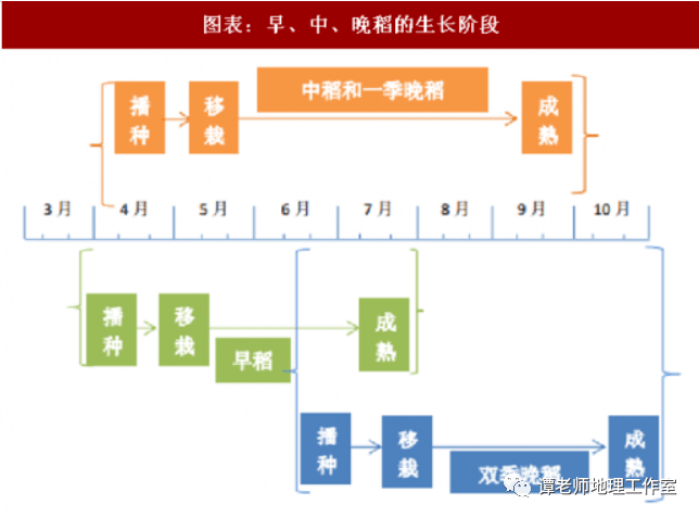 旱稻谷的种植方法(旱稻子的栽培技术及其产量)