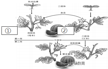西瓜种植技术(西瓜栽培技术管理要点)