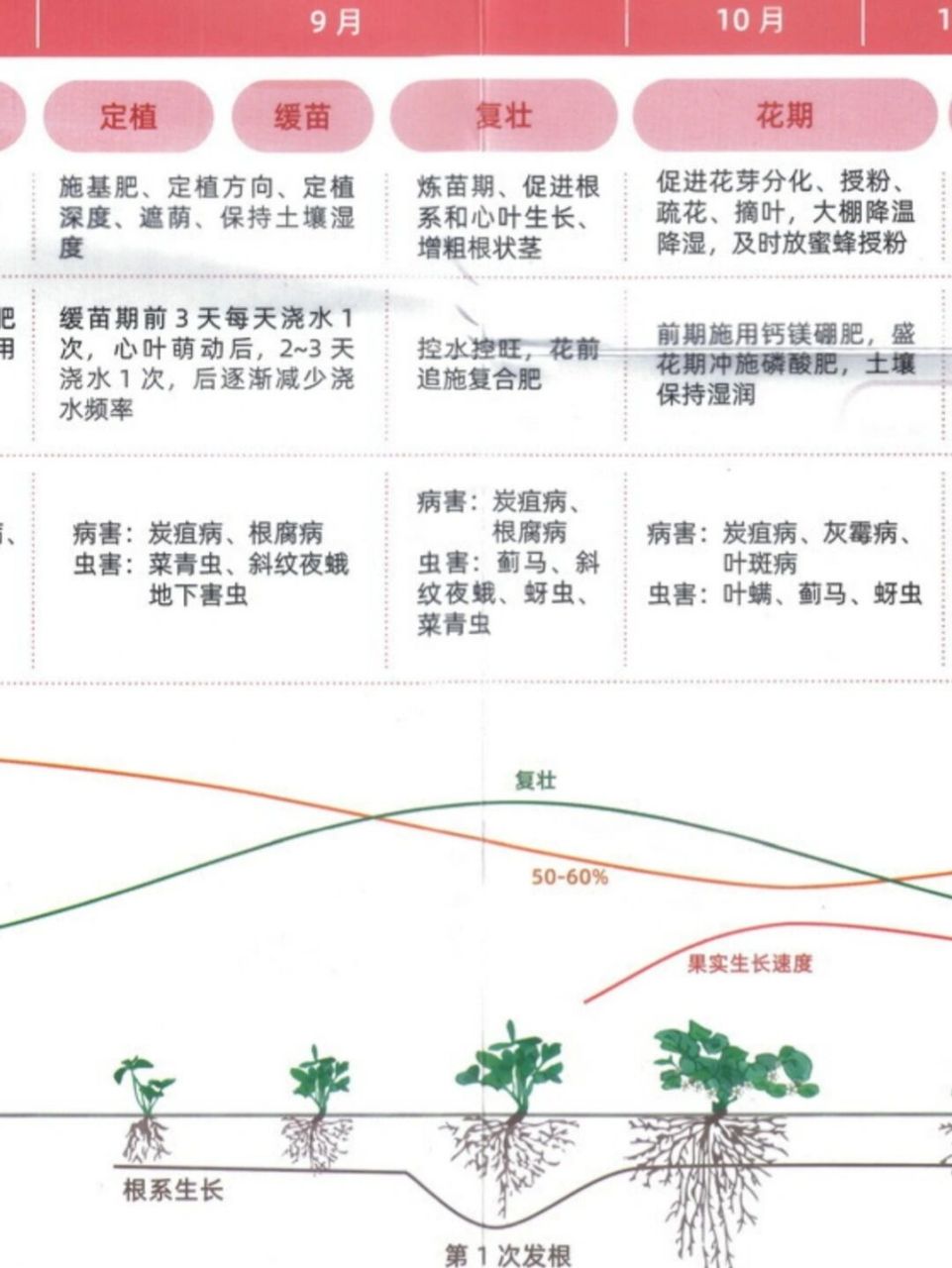 在家草莓怎么种植方法(在家种什么品种的草莓最合适)