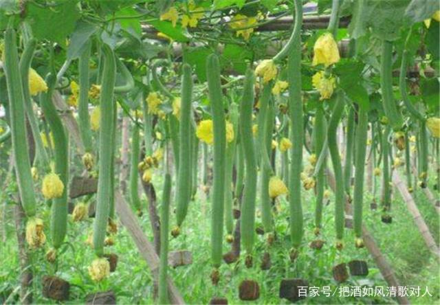 种丝瓜风水(种丝瓜有什么寓意?)