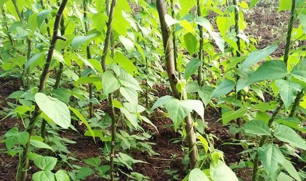 四季豆施肥技术(四季豆种植技术与管理施肥)