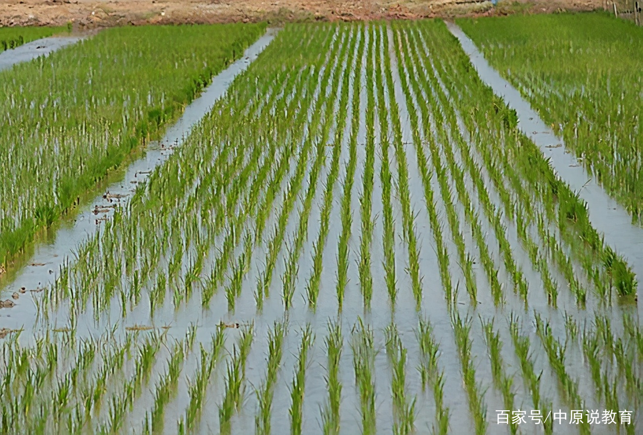 水稻在哪里种(水稻在哪里种植)